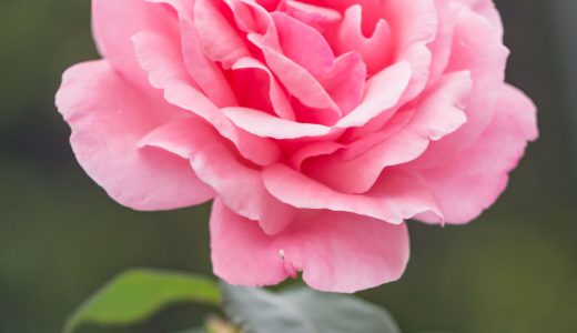 口コミや評判がいい！お花の名門「FDAフラワースクール」はココが違う